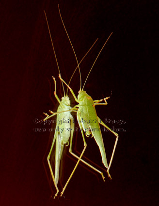 California katydid walking up medicine cabinet mirror