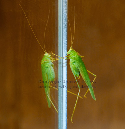 California katydid on medicine cabinet mirrors