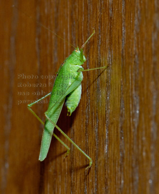 California katydid walking up paneled wall