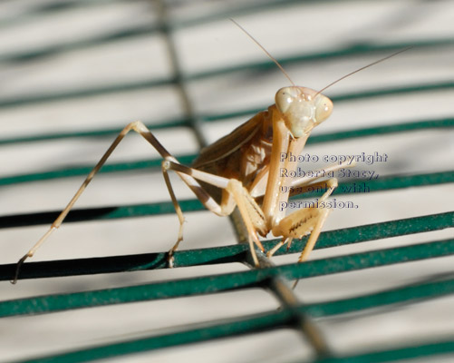 praying mantid (praying mantis) on wire fence