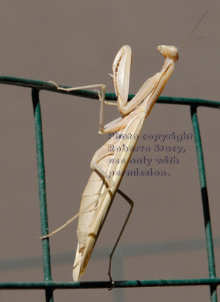 full-length profile of praying mantid (praying mantis) standing on wire fence