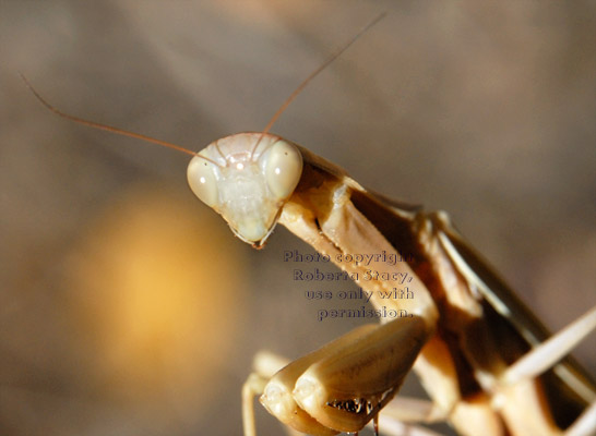 praying mantid (praying mantis) head and upper body close-up