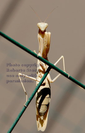 full-length view of praying mantid (praying mantis) standing on wire fence