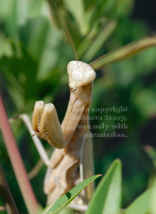 upper-body view of praying mantid (praying mantis) standing in heavenly bamboo plant