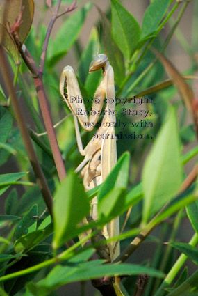 side view of praying mantid (praying mantis) standing in heavenly bamboo plant