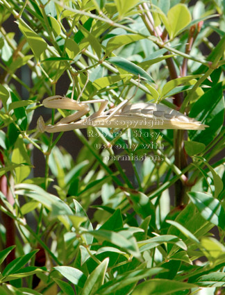 praying mantid (praying mantis) hanging horizontally from nandina plant