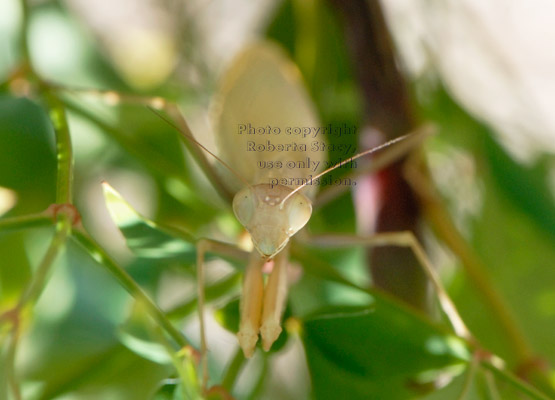 praying mantid (praying mantis) on nandina plant