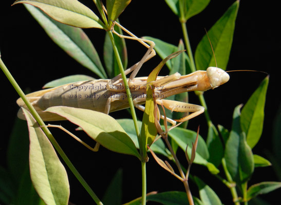 full-length view of praying mantid (praying mantis) on nandina plant, with black background