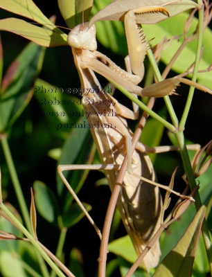 praying mantid (praying mantis) on nandina plant