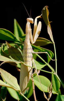 full-length profile of praying mantid (praying mantis) standing on nandina plant,  with black background