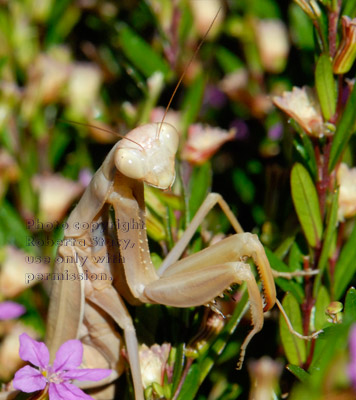 close-up of praying mantid (praying mantis) in Mexican heather plant