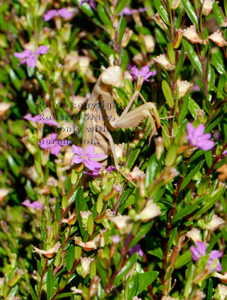 standing praying mantid (praying mantis) in cuphea plant