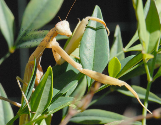 praying mantid (praying mantis) reaching out on heavenly bamboo plant