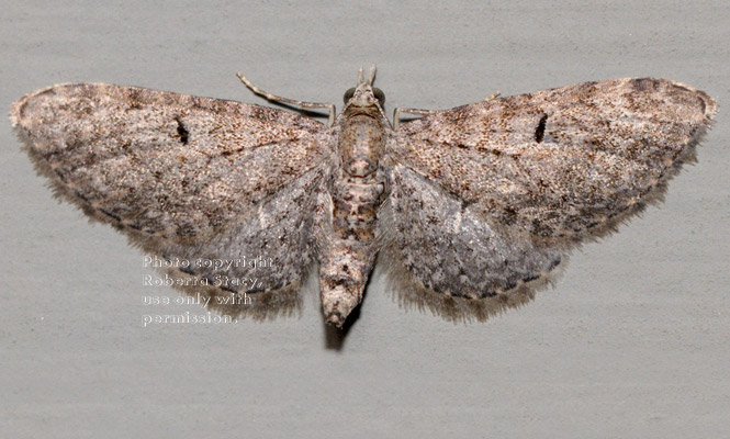 unidentified moth resting on inside wall