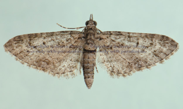 unidentified moth resting on clear glass window