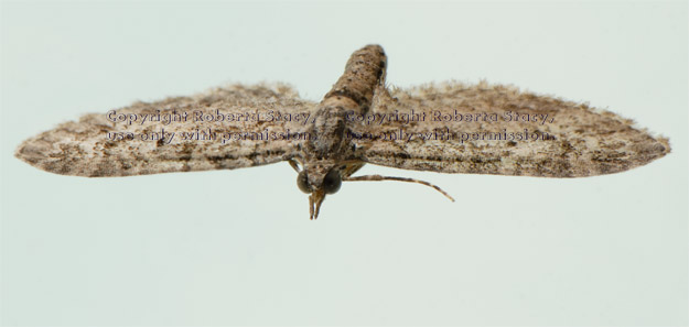 view from above of unidentified moth resting on clear glass window