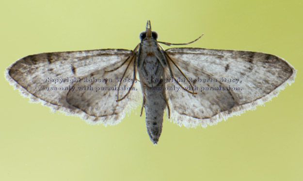 underside of unidentified moth resting on clear glass window