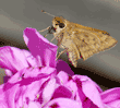 unidentified moth on ivy geranium flowers