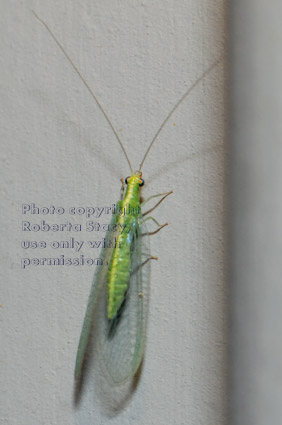 unidentified insect on siding of house