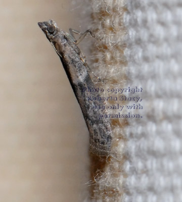 unidentified insect on cloth shower curtain