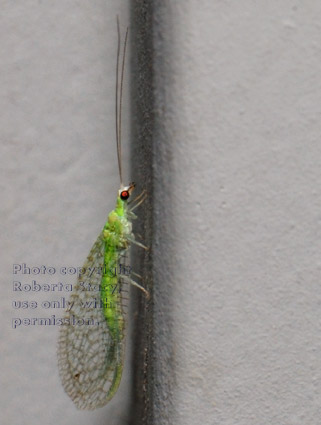 unidentified insect on siding of house