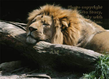 African lion, male