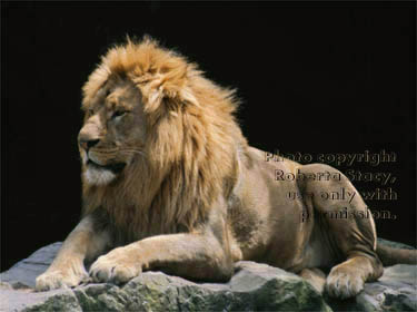 African lion, male