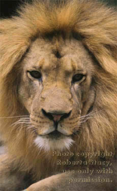 African lion, male