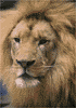 African lion, male