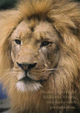 African lion, male