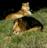 African lions