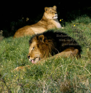 African lions