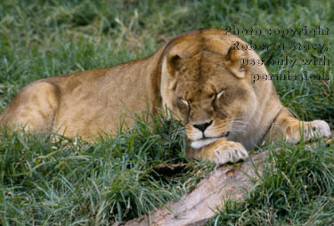 African lion, female