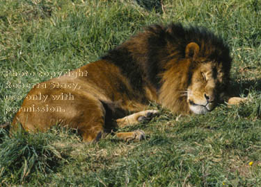 African lion, male