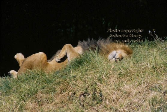 African lion, male