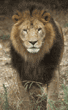 African lion, male