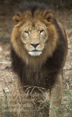 African lion, male