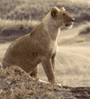 African lion female in Tanzania