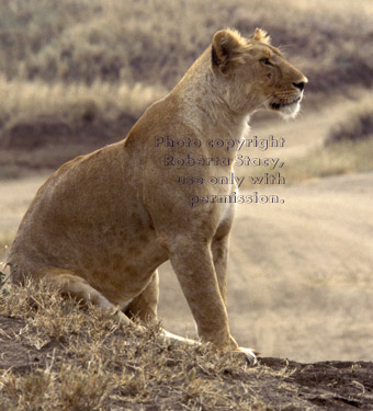 African lion, female Tanzania (East Africa)