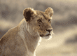 African lion female in Tanzania