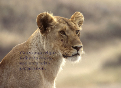 African lion, female Tanzania (East Africa)