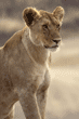 African lion female in Tanzania