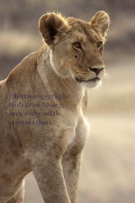 African lion, female Tanzania (East Africa)