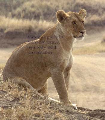 African lion, female Tanzania (East Africa)