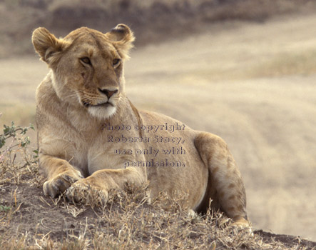 African lion, female Tanzania (East Africa)