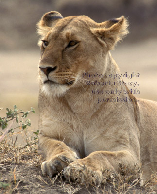 African lion, female Tanzania (East Africa)