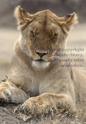 African lion, female Tanzania (East Africa)