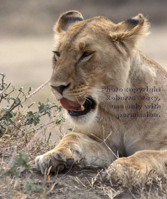 African lion, female Tanzania (East Africa)