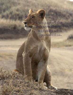 African lion, female Tanzania (East Africa)