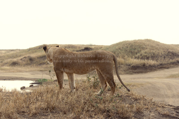 African lion, female Tanzania (East Africa)